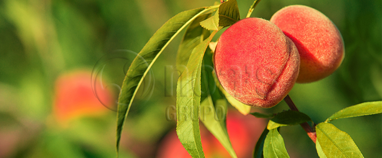 Arranca_la_campaña_recolección_fruta_hueso_gruponoas_blog