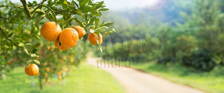 agricultura_sostenible_gruponoas_blog agricultura_sostenible_gruponoas_blog